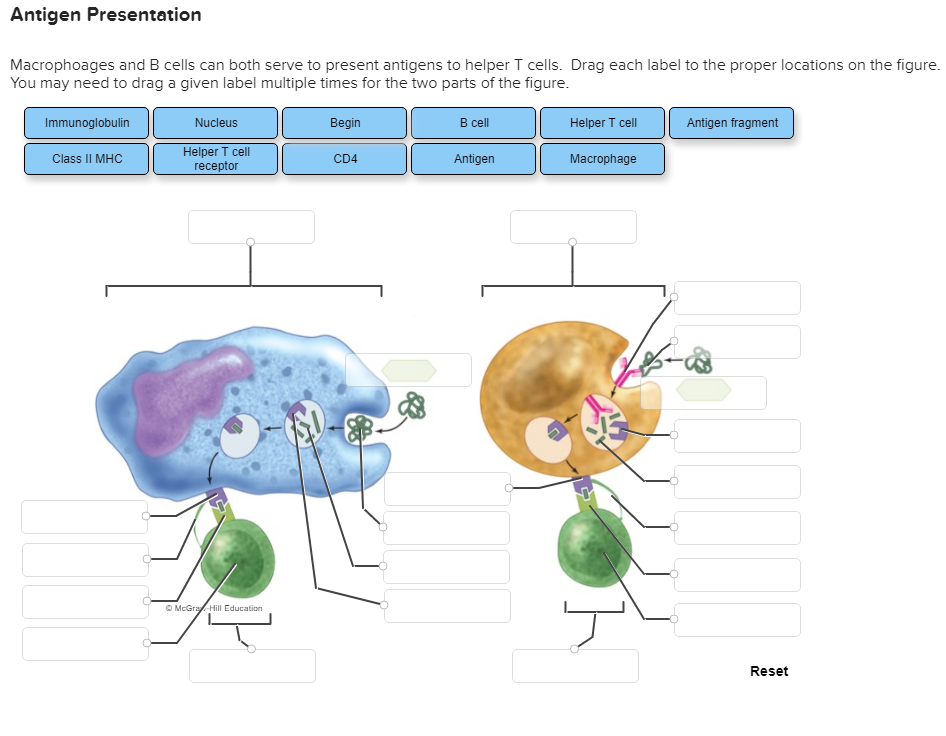 Solved Antigen Presentation Macrophoages and B cells can | Chegg.com
