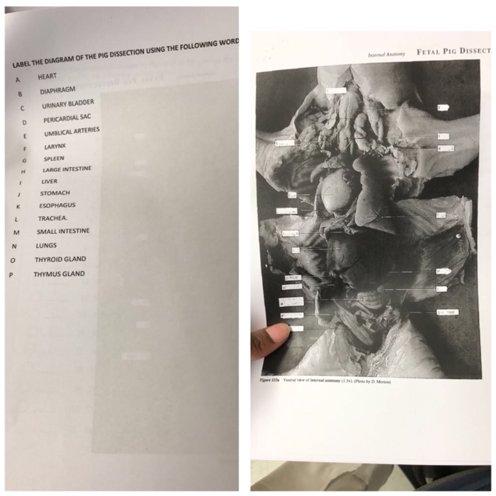 Solved LABEL THE DIAGRAM OF THE PIG DISSECTION USING THE | Chegg.com