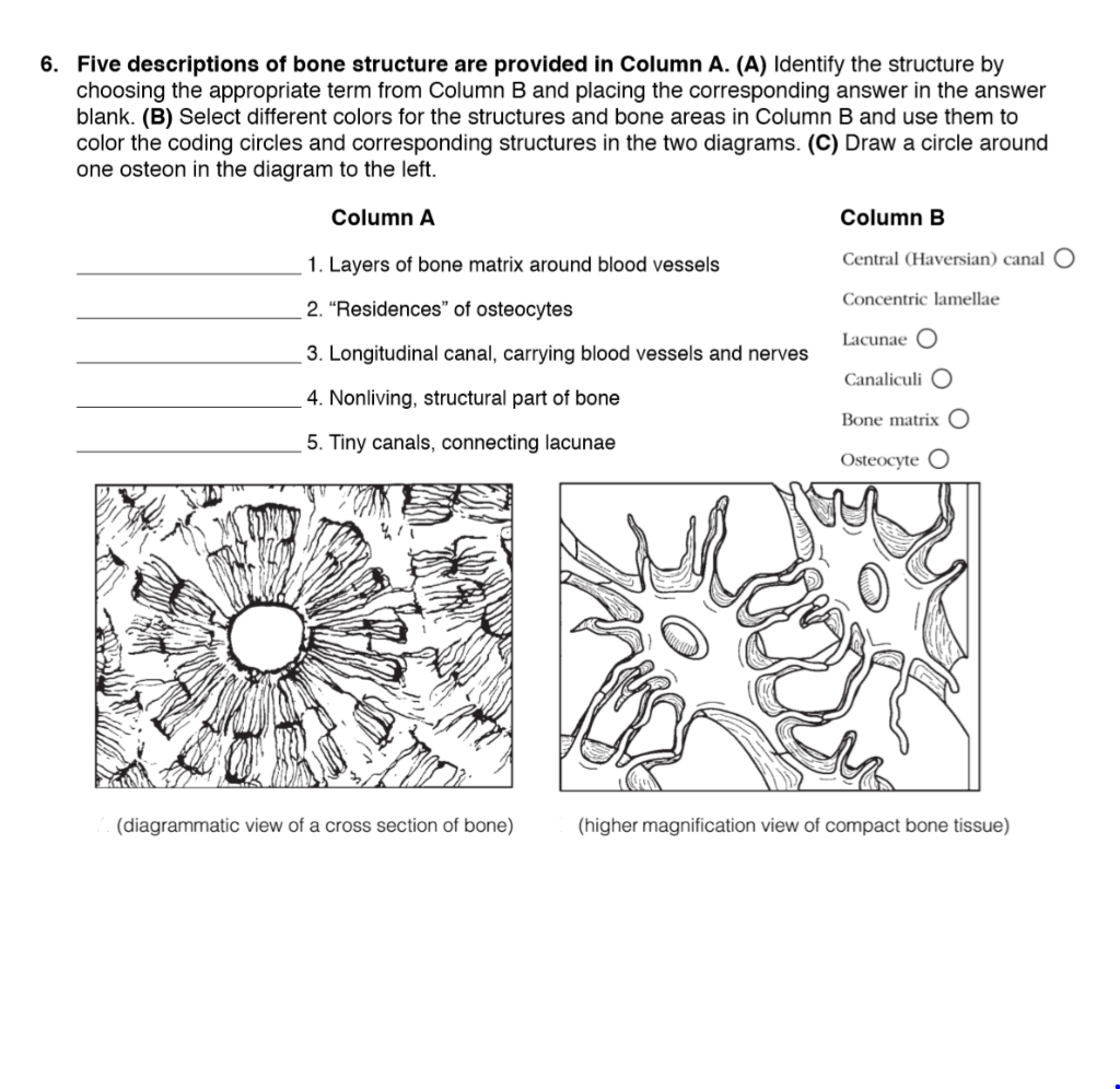 Solved 6 Five Descriptions Of Bone Structure Are Provide Chegg Com