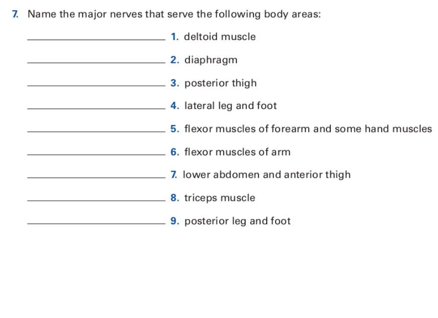 major nerves of the body