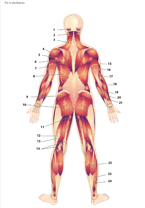 Fill in the Blanks Superficial trunk muscles are on | Chegg.com