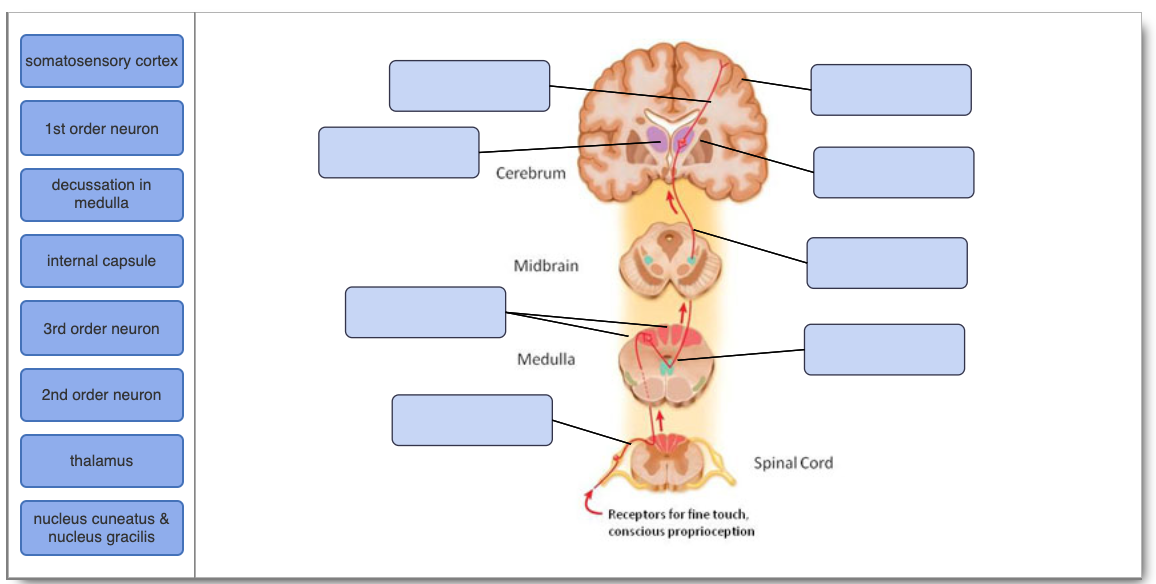 Solved somatosensory cortex 1st order neuron Cerebrum | Chegg.com