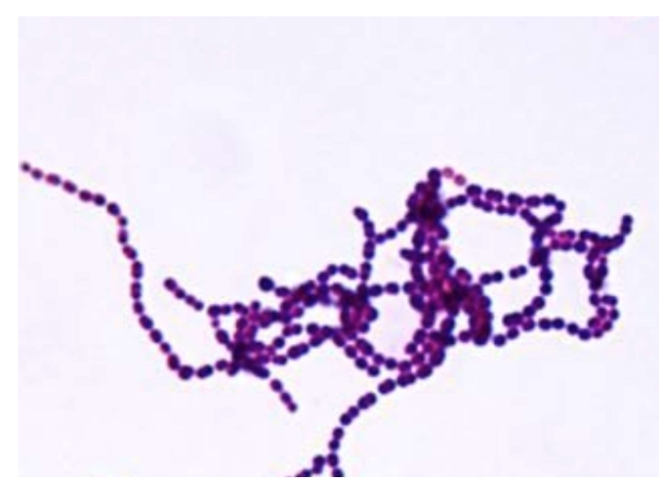 Solved Catalase Mannitol plate Coagulase (Staphyloslide | Chegg.com