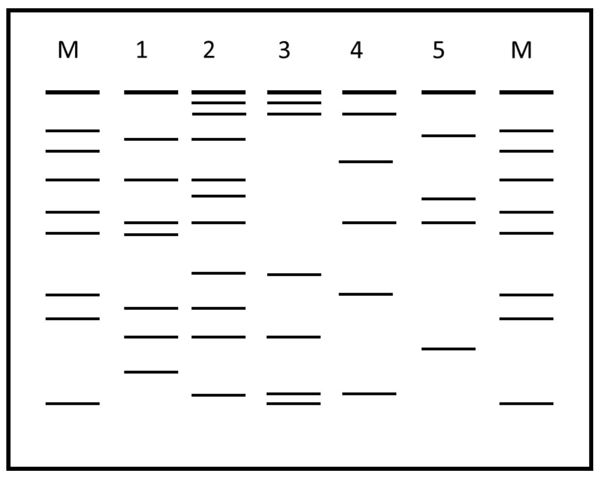 Solved Use the DNA Fingerprinting Gel with Lanes Chegg