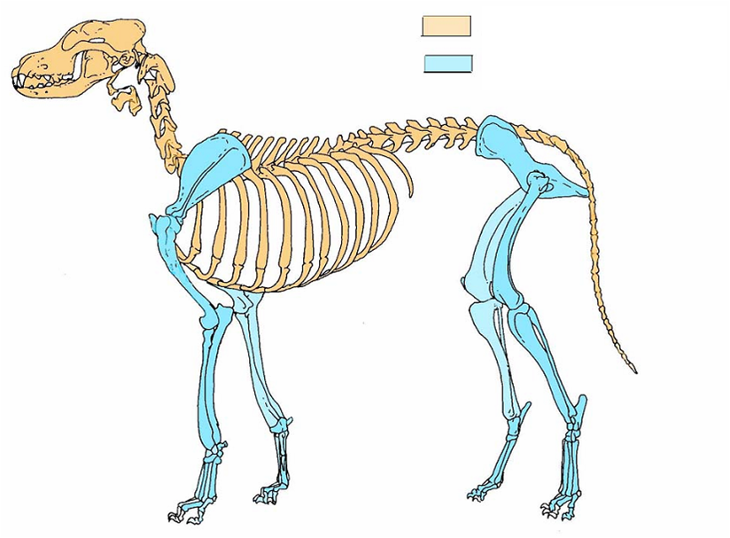 Animal Anatomy and Physiology; Bones and Joints Flashcards 
