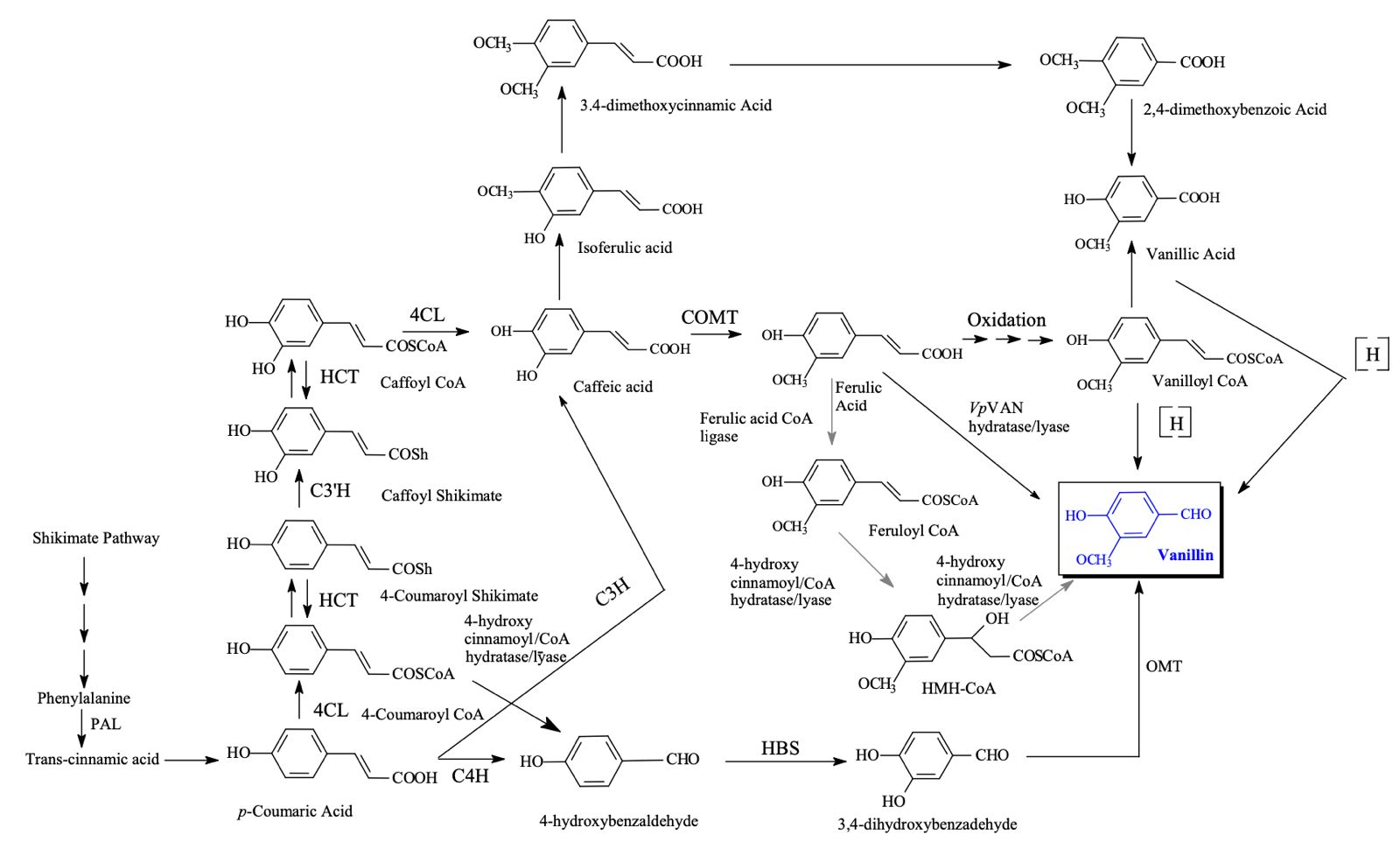 Solved Explain This Reaction Of Vanillin Biosynthesis Please 