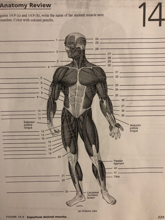 Muscles Named By Action