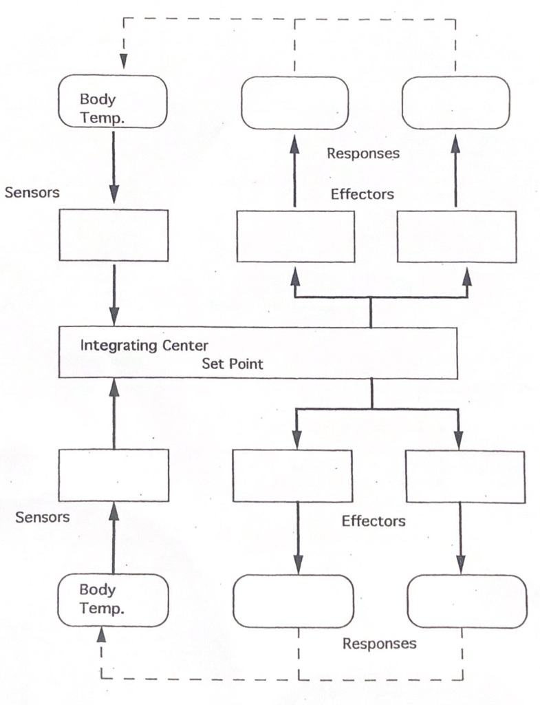 Solved Homeostasis and Negative Feedback Systems A healthy | Chegg.com