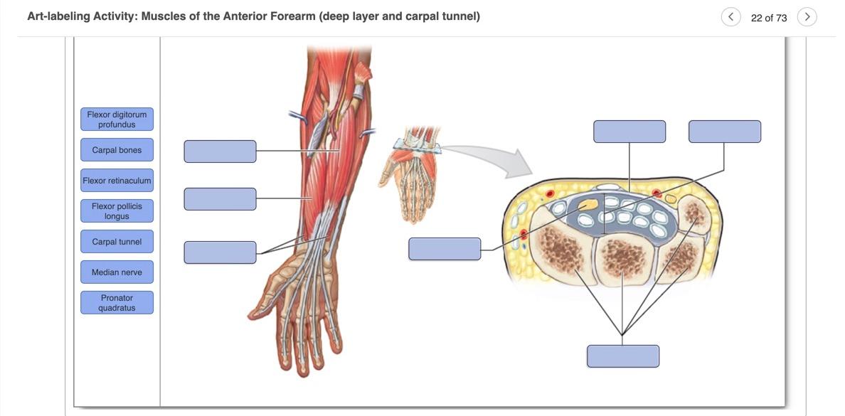 deep anterior forearm muscles