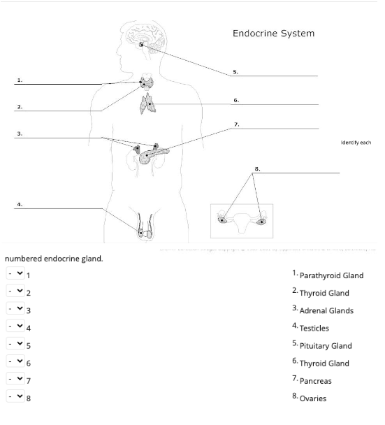 Solved numbered endocrine gland. 1 2 3 4 5 6 7 8 | Chegg.com