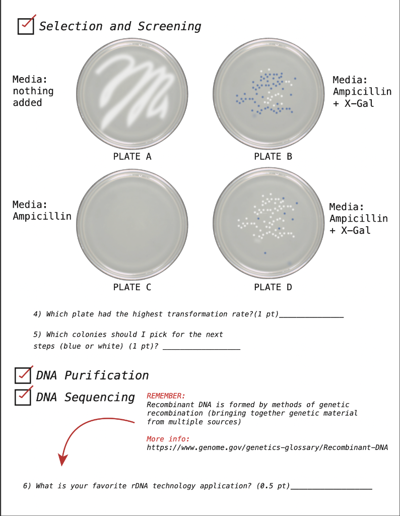 solved-recitation-11-recombinant-dna-applications-in-this-chegg