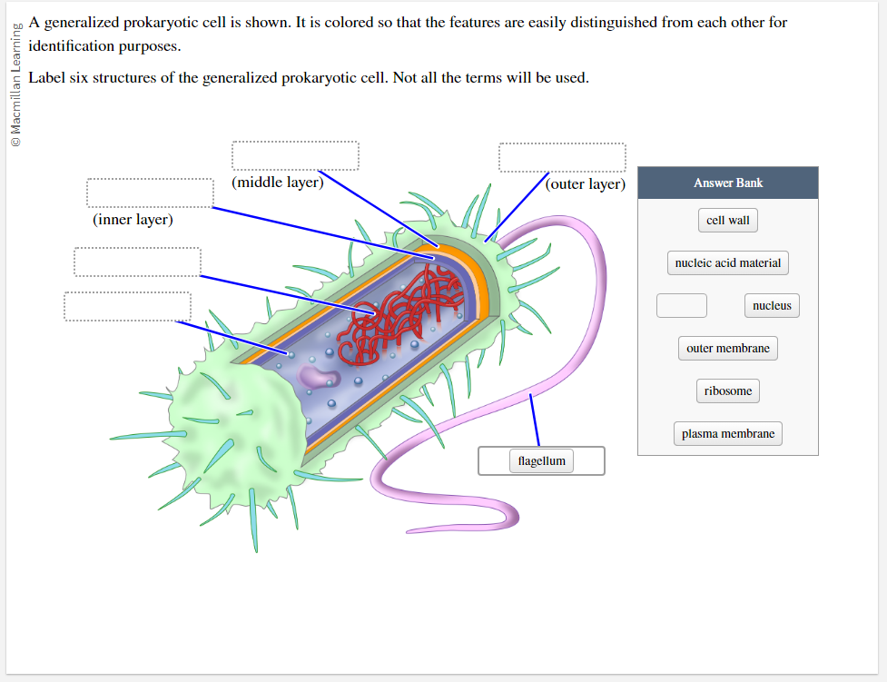 Solved a A generalized prokaryotic cell is shown. It is | Chegg.com