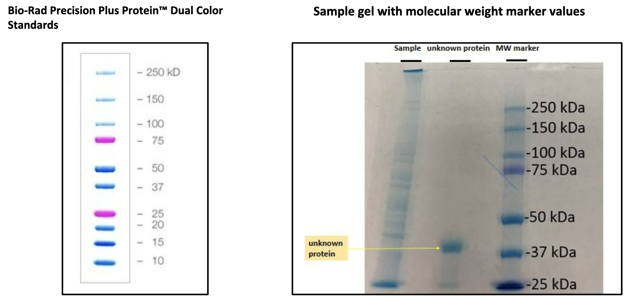 Dual color ladder protein precision plus Prestained protein