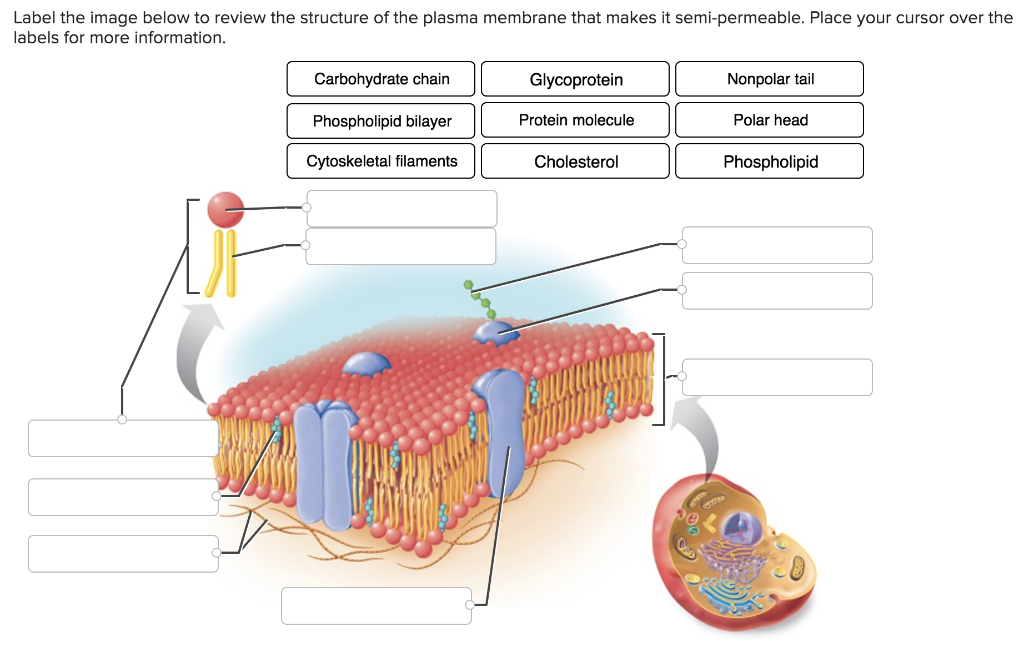 cell membrane diagram label