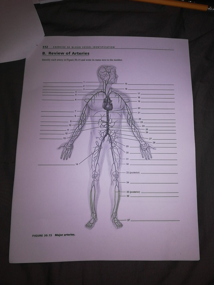 exercise 32 anatomy of blood vessels labeled veins