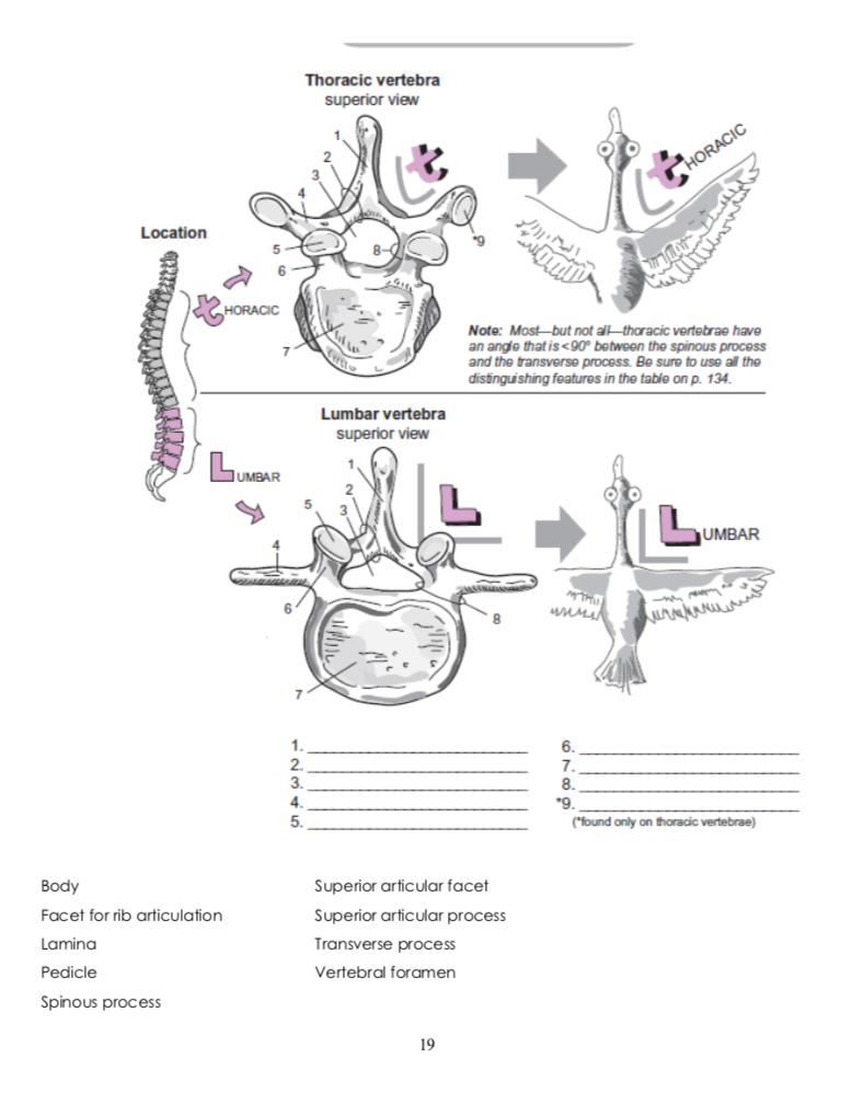 Solved: Thoracic Vertebra Superior View Location 5 Note: M... | Chegg.com