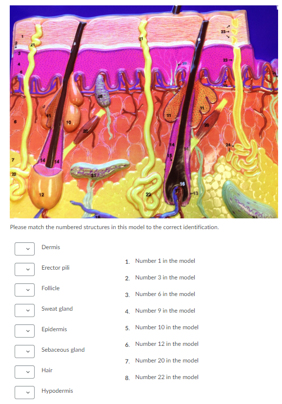 Solved Please match the numbered structures in this model to | Chegg.com