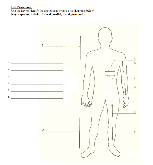 Solved Lab Procedure: Use the key to identify the anatomical | Chegg.com