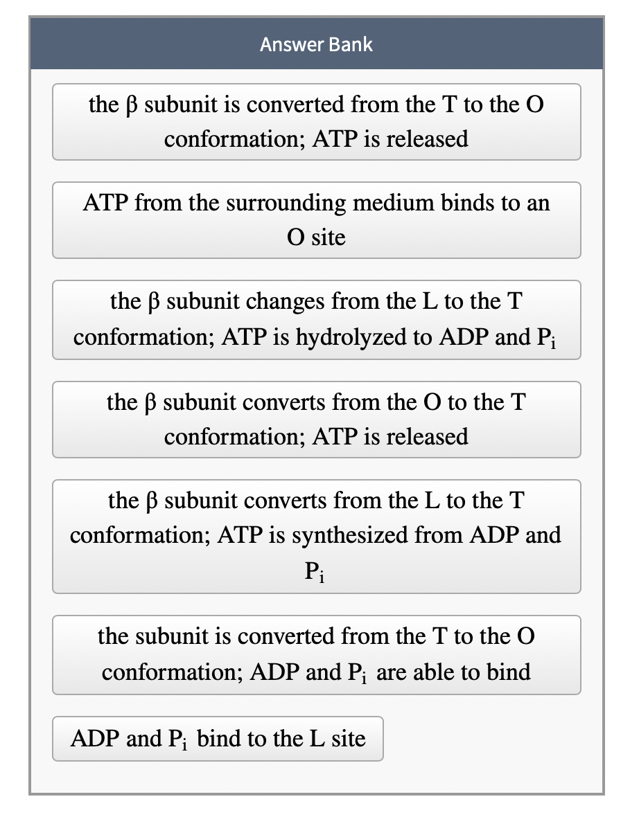 Solved Consider the figure. ADP+ Order the steps of ATP | Chegg.com
