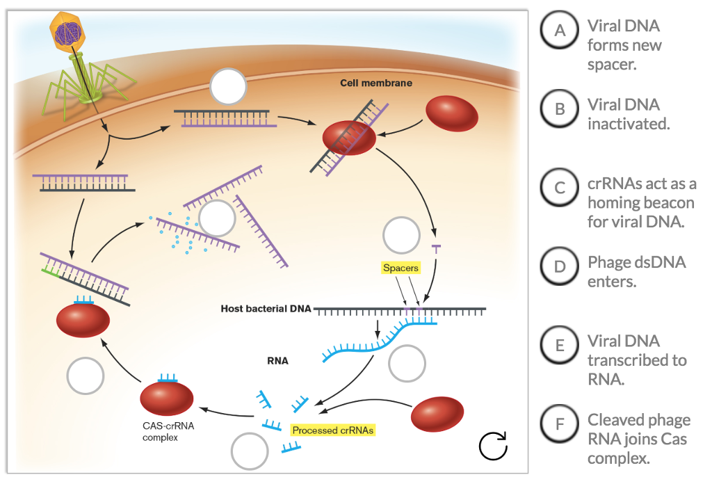 30 Label The Bacterial Cell - Label Design Ideas 2020