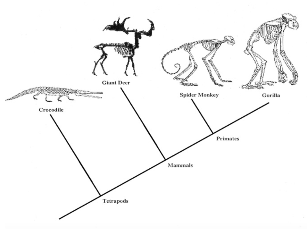 Solved Giant Deer Spider Monkey Gorilla Crocodile Primates | Chegg.com