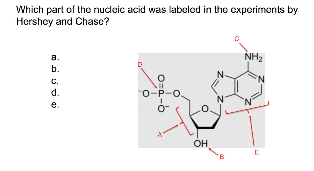 Solved Which part of the nucleic acid was labeled in the | Chegg.com