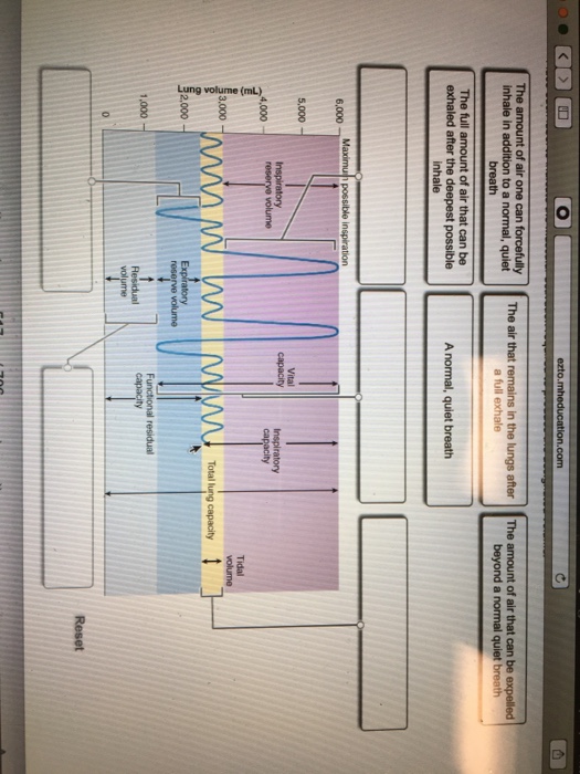 Solved Place each label to indicate the muscular activation