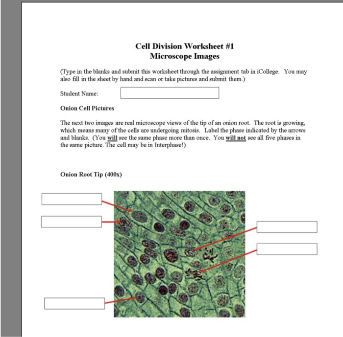 Solved Cell Division worksheet #1 Microscope Images Type in Chegg com