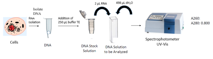 Solved The absorbance of DNA sample isolated by student A | Chegg.com