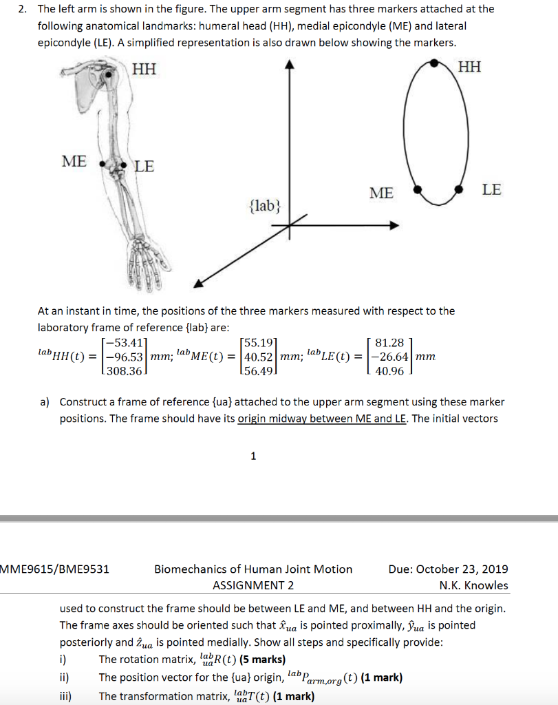 Left Arm Anatomy