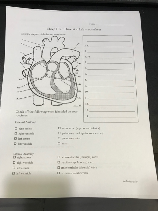 ️Heart Dissection Lab Worksheet Free Download Gambr co