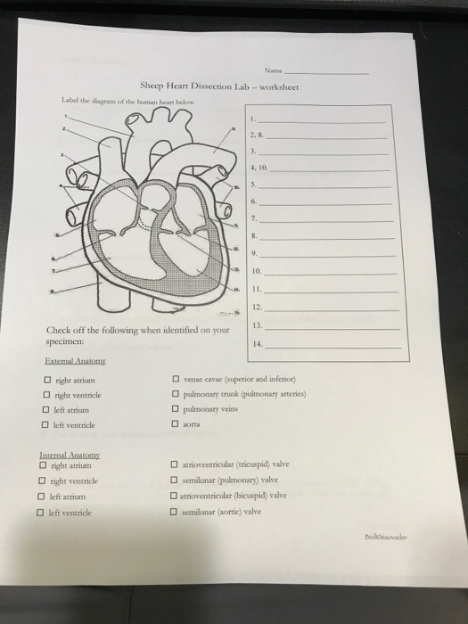 ️Heart Dissection Lab Worksheet Free Download Gmbar.co