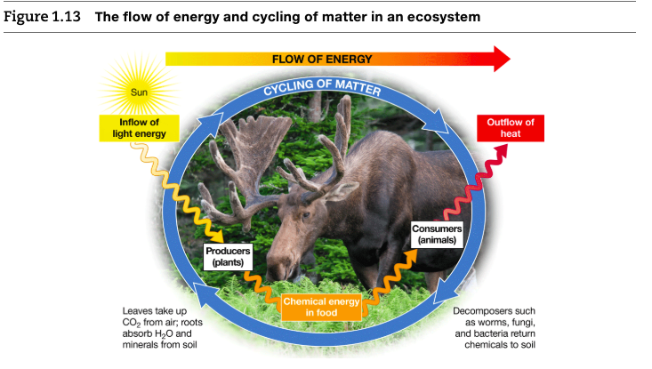 solved-figure-1-13-the-flow-of-energy-and-cycling-of-matter-chegg