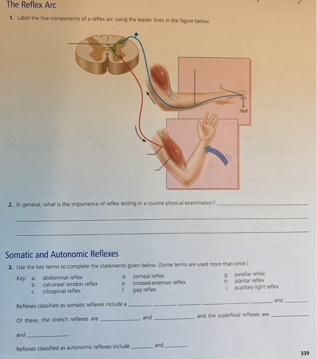 Solved The Reflex Arc 1 Label The Five Components Of A Chegg