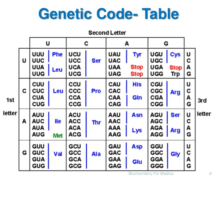 Solved Which amino acids have codons at both completely | Chegg.com