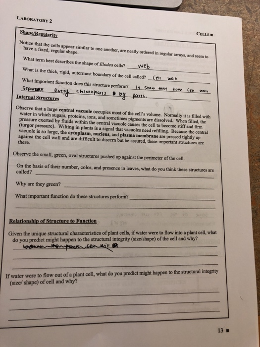 Solved LIFE SCIENCE LABORATORY EXERCISE 2: OBSERVING CELLS | Chegg.com