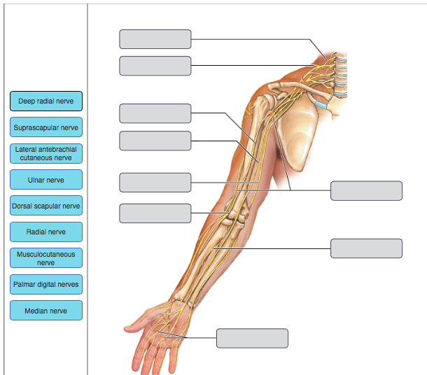 Solved Deep radial nerve Suprascapular nerve Lateral | Chegg.com