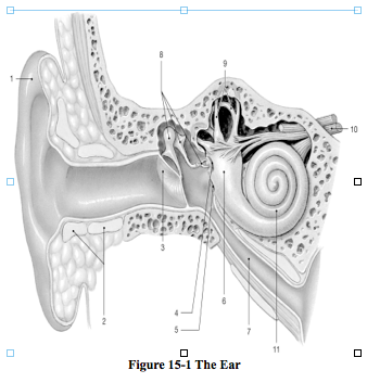 Solved 다 10 7 11 Figure 15-1 The Ear | Chegg.com