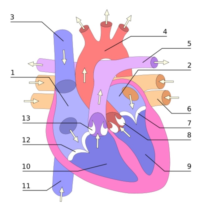 solved-identify-the-numbered-parts-from-the-heart-image-chegg
