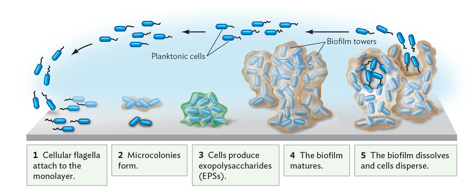 How Does Biofilm Form