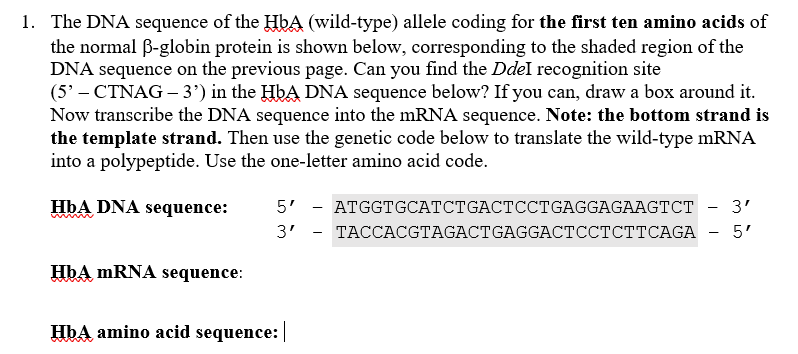 Solved 1. The DNA sequence of the HbA (wild-type) allele | Chegg.com