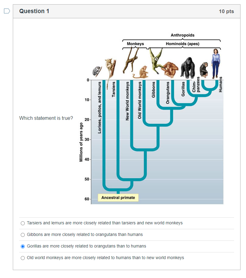 Solved Question 1 10 pts Anthropoids Hominoids (apes) | Chegg.com