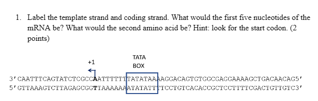 Solved Label the template strand and coding strand. What | Chegg.com