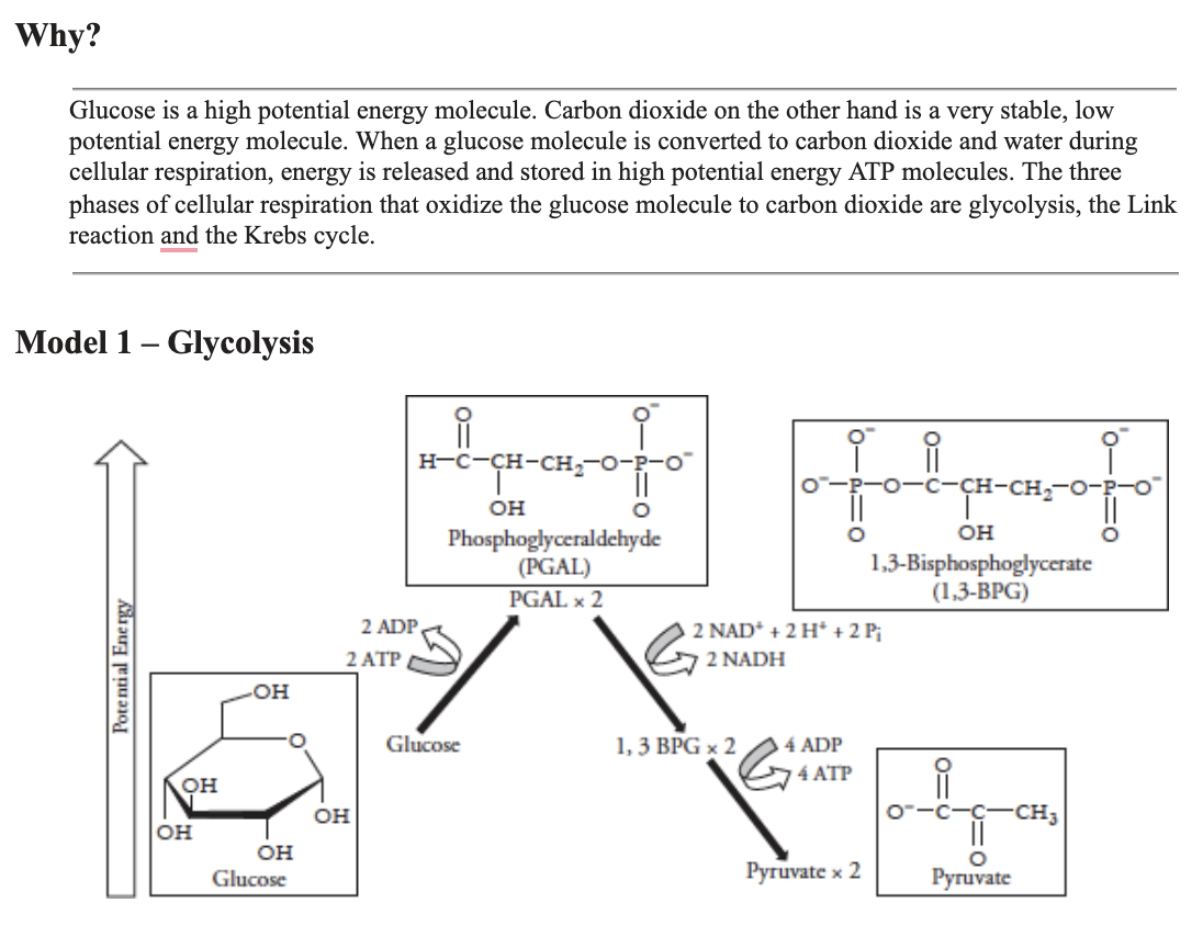 Solved Why? Glucose is a high potential energy molecule.