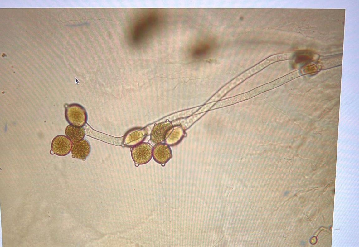 Solved 1. To which phylum does this organism belong? 2. to | Chegg.com