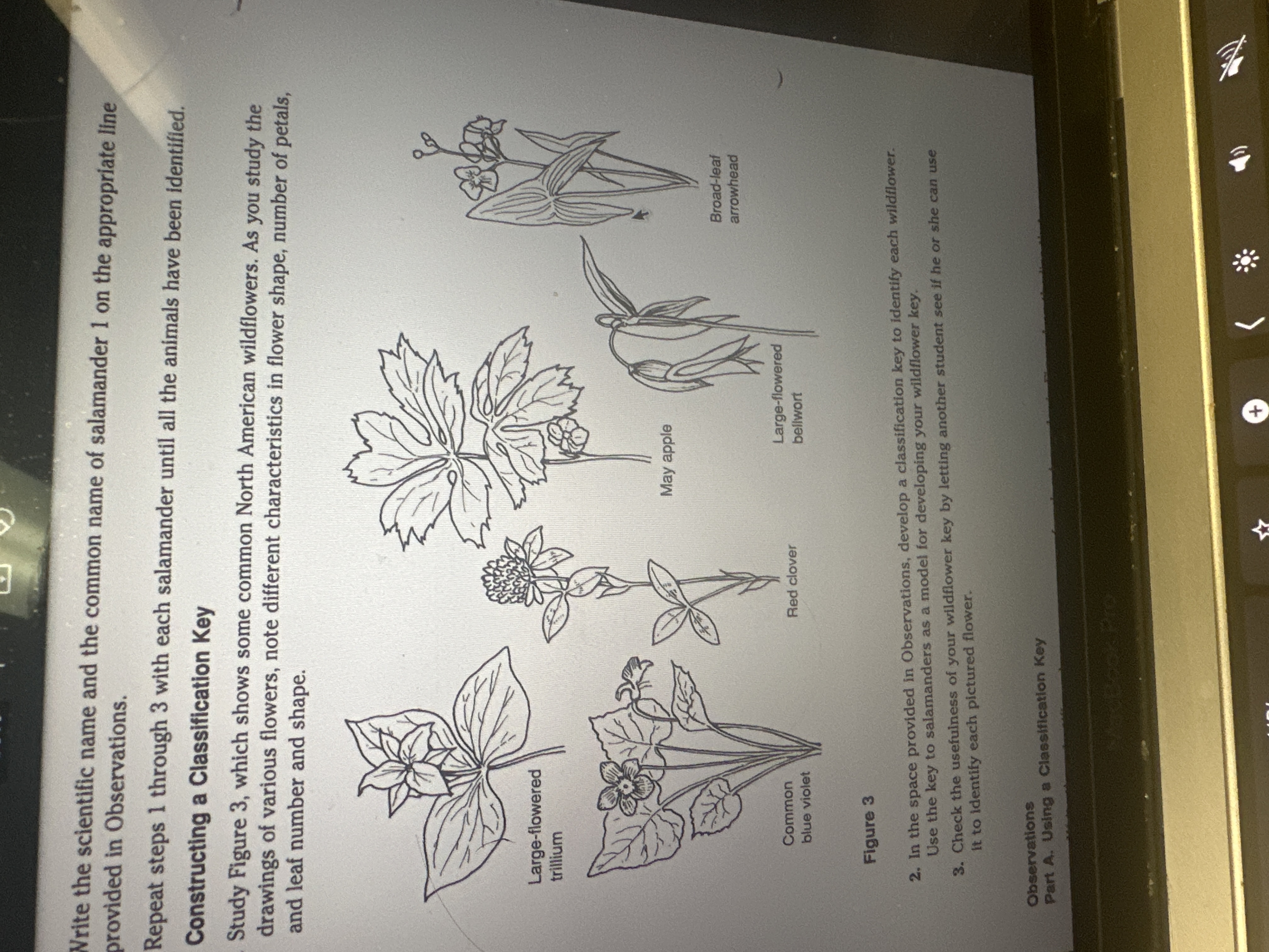 Solved construct a wildflower classification key? | Chegg.com