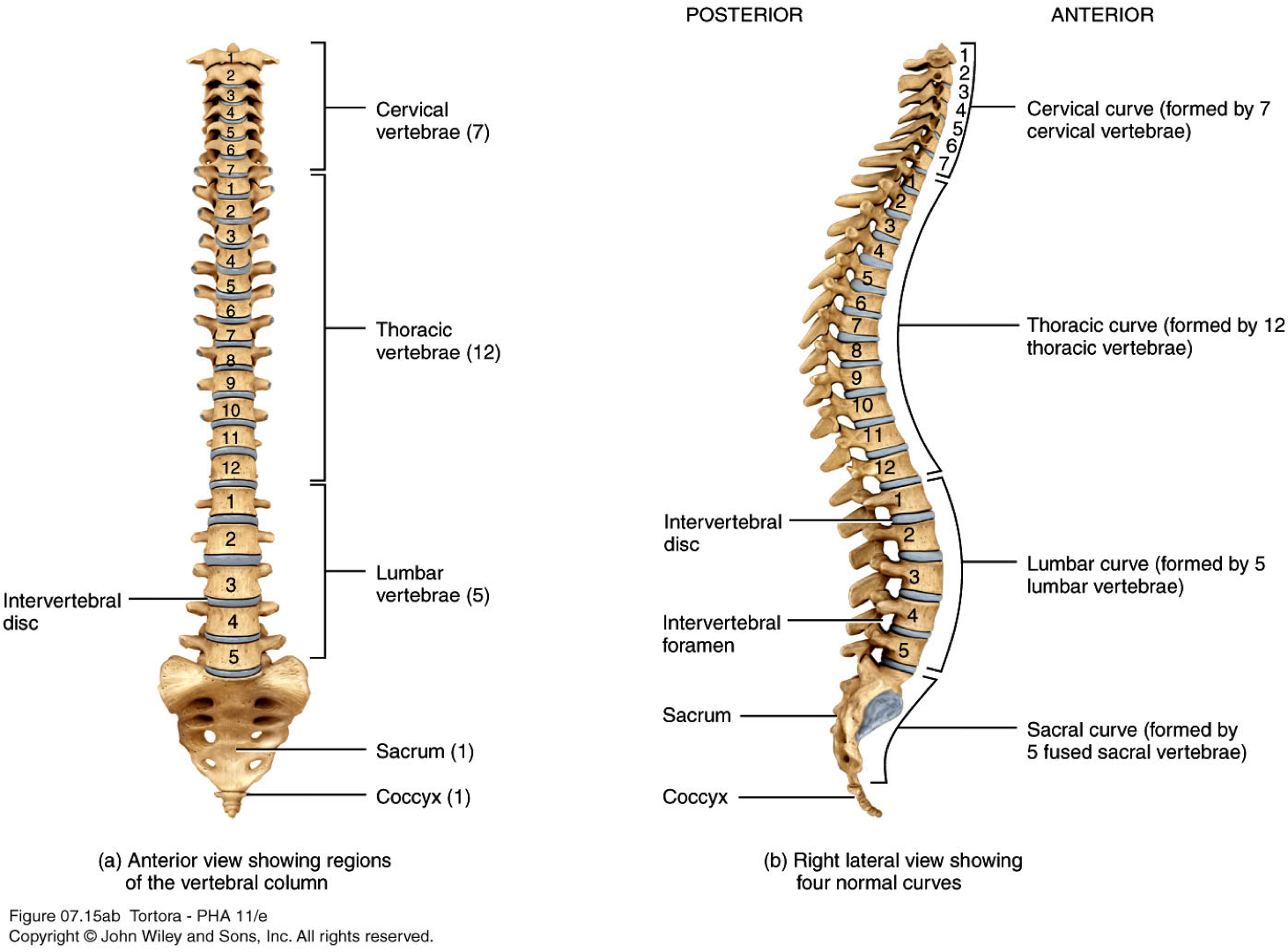 6 Skull Axial Appendicular Skeleton Flashcards Chegg Com