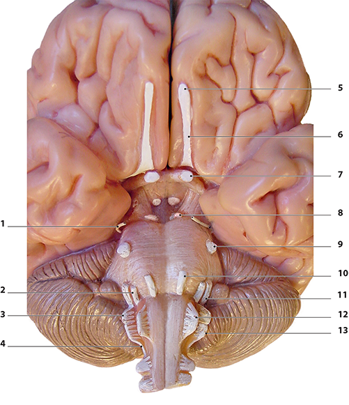 real brain labelled