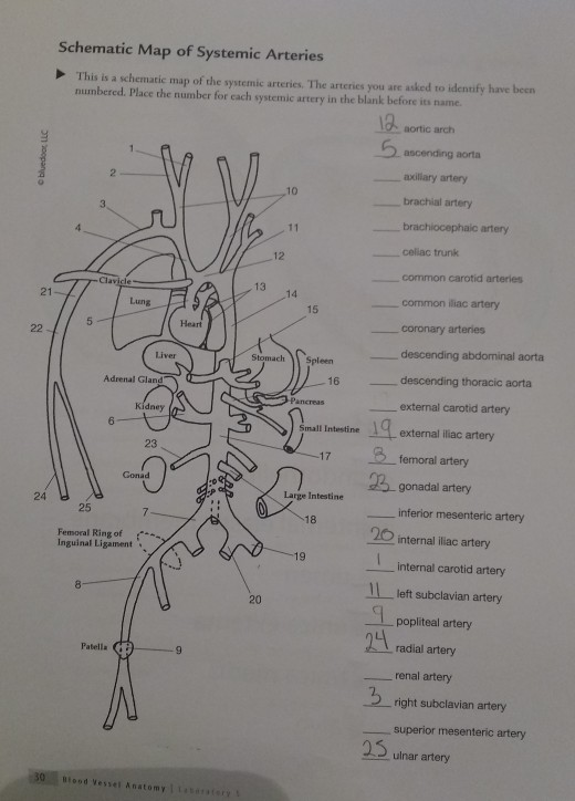 Blank Artery Diagram