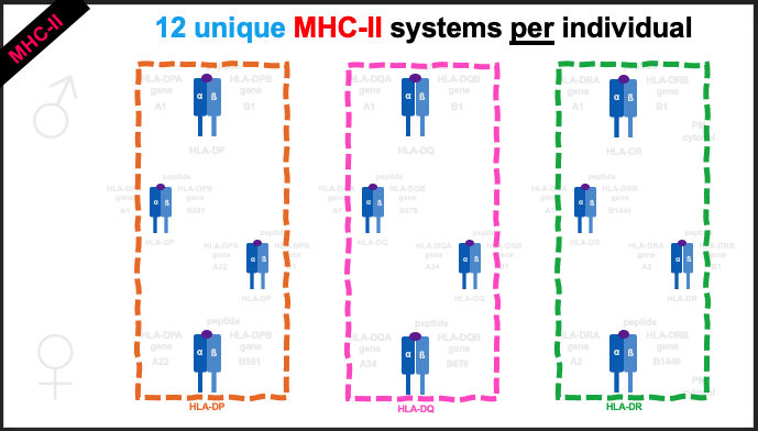 With respect to both MHC display systems, calculate | Chegg.com